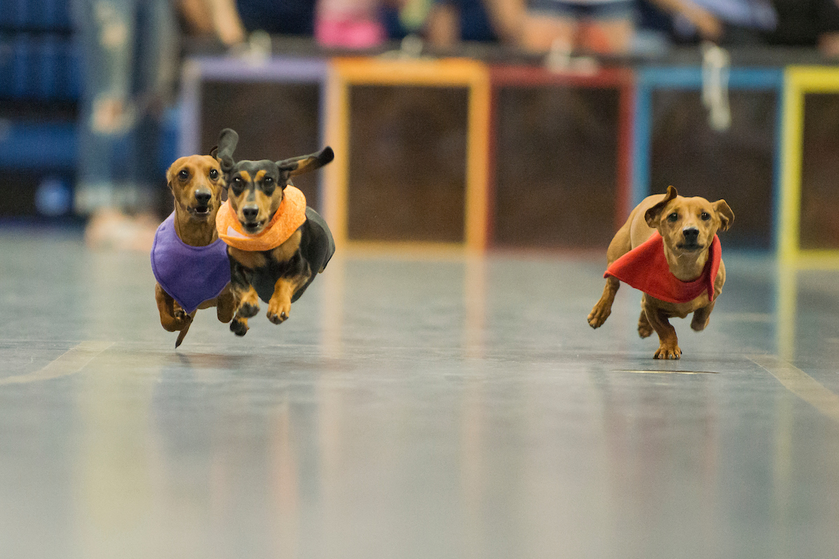 image of dogs running