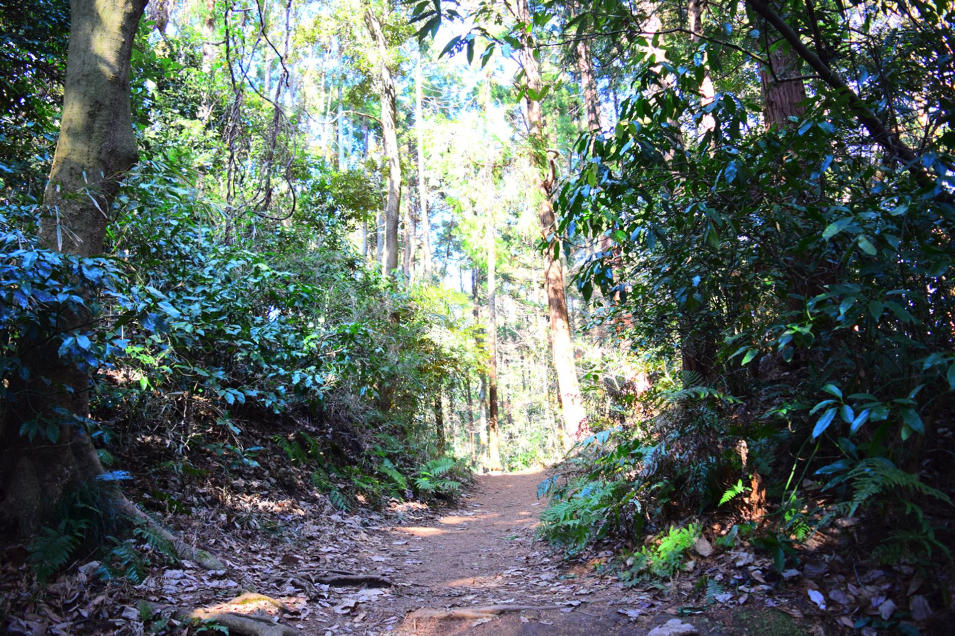 Dappled sunlight on a dirt trail winding through lush green forest and tall trees