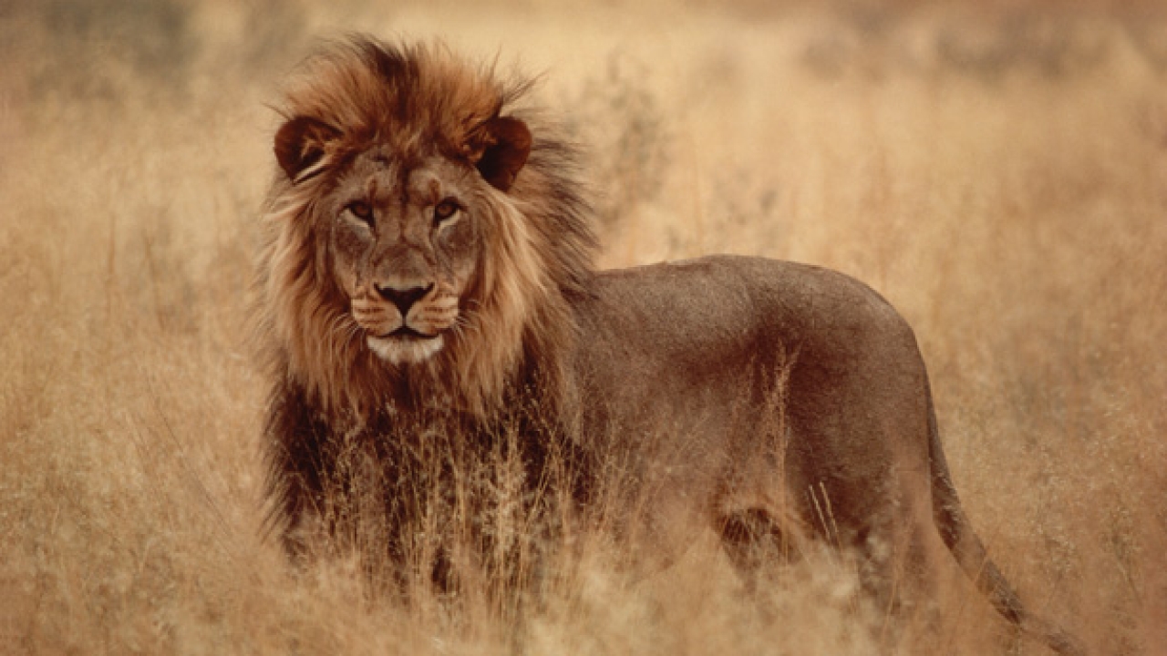 lion