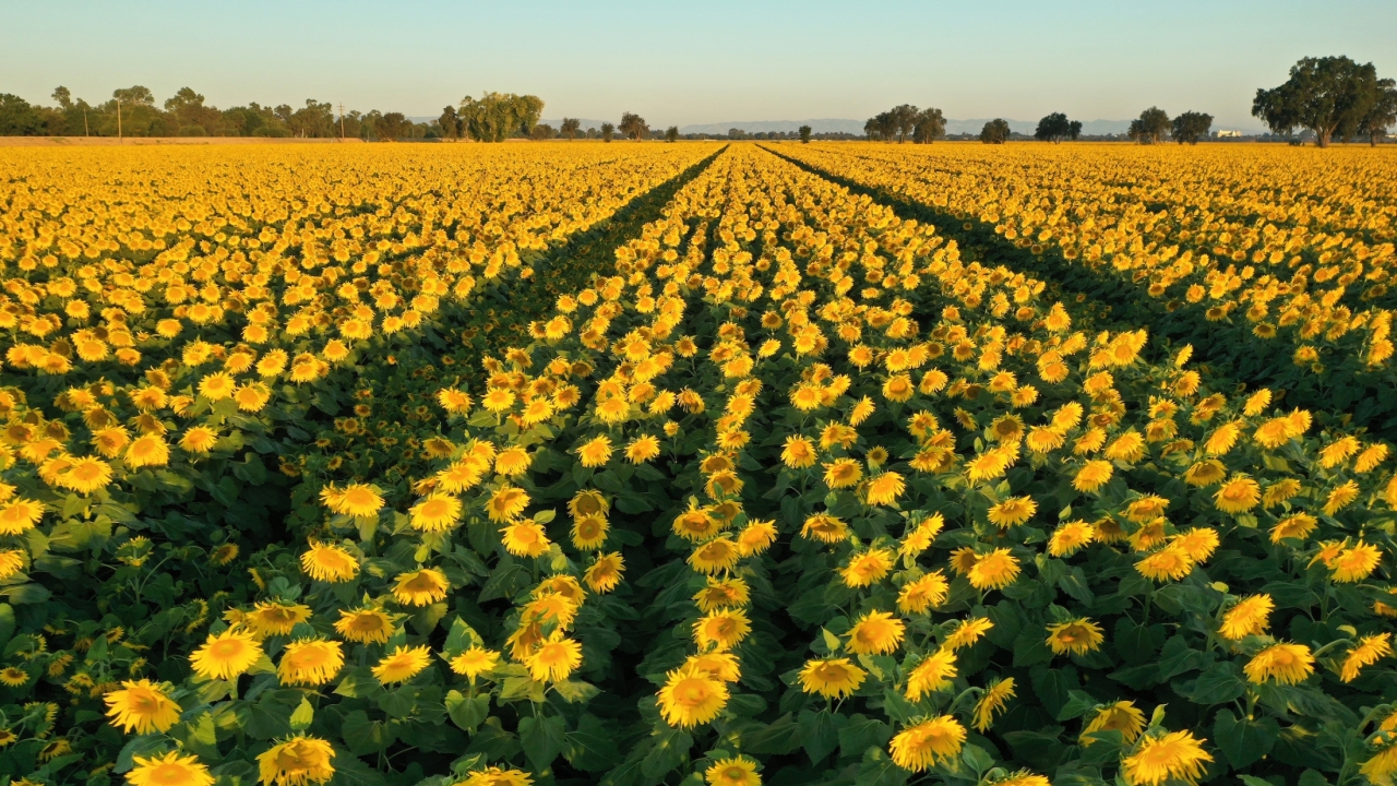 A drone image of a large field of sunflowers.