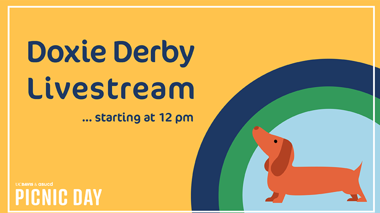 Doxie Derby artwork