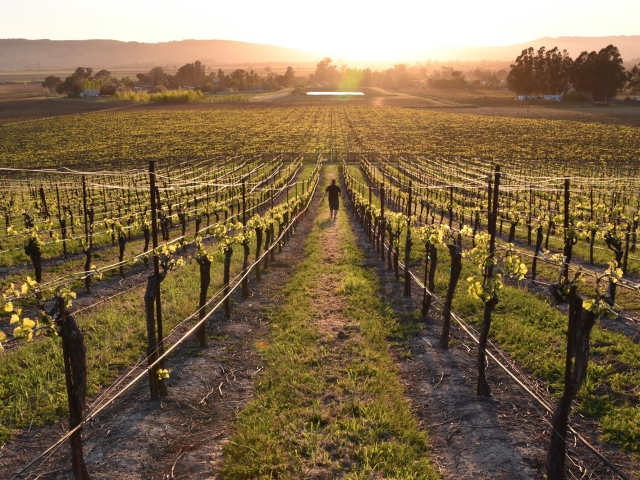 Vineyard rows converging toward sunlit rolling hills at sunset