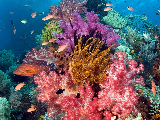 Vibrant coral reef with diverse marine life, featuring colorful corals and fish.