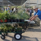 plants at the UC Davis Arboretum and Public Garden Plant Sale
